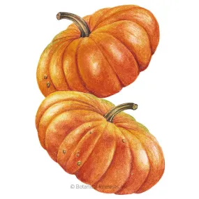 Cinderella Pumpkin Seeds