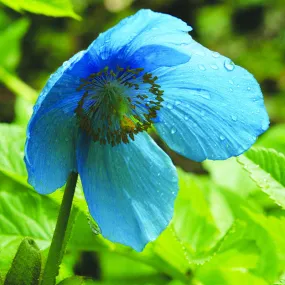 Himalayan Blue Poppy